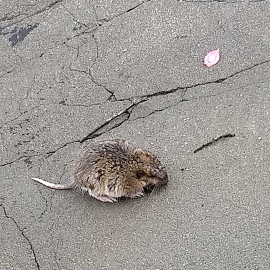 Scared rodent playing dead/staying still as I approached.